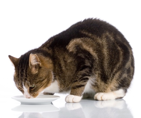 cat drinking milk from a saucer