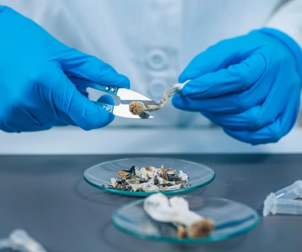 scientist cutting up psilocybin in lab