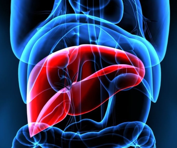 illustration of the body with liver highlighted in red