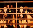 US Pledges Funds to Contain Bird Flu on Dairy Farms