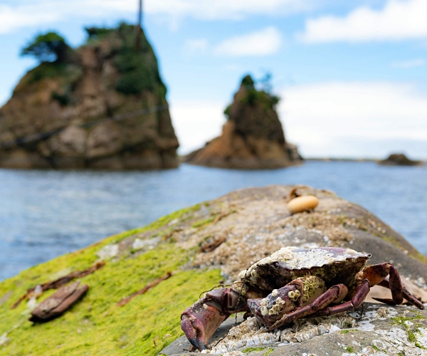 crab on rock with water and islands in background