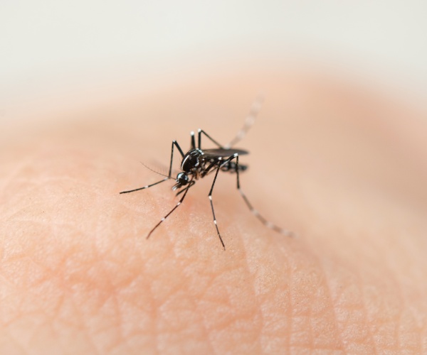 close up of a mosquito biting on skin of a person's arm