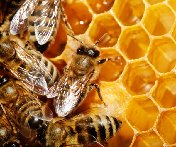 closeup view of worker bees feverishly working to fill waxed honeycomb with honey