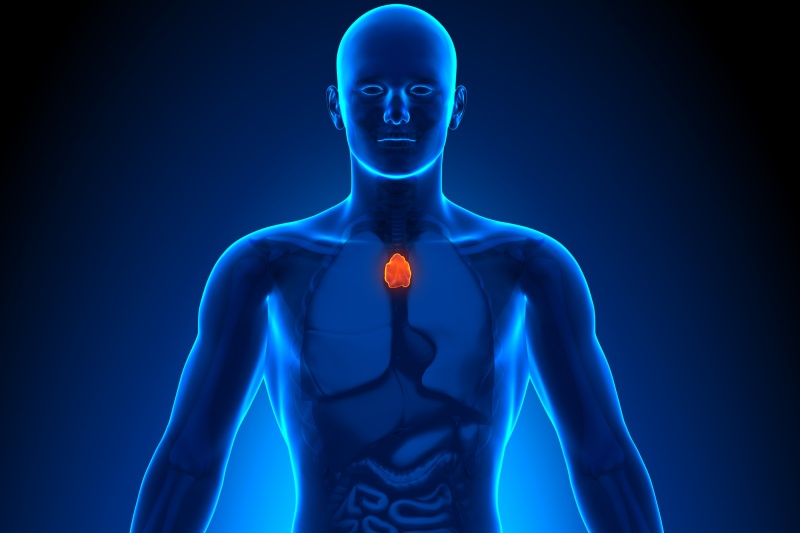 Thymus Gland Key to Fighting Cancer, Heart Disease
