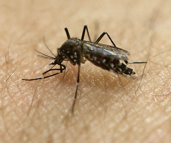 CDC, Puerto Rico Feuded Over Reporting of Zika Cases