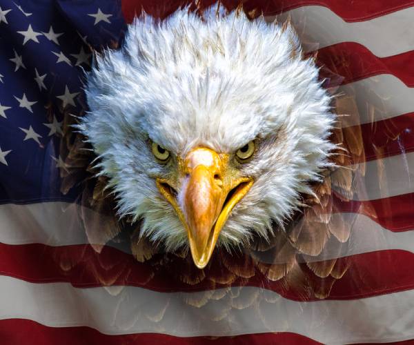 american eagle head on american flag background