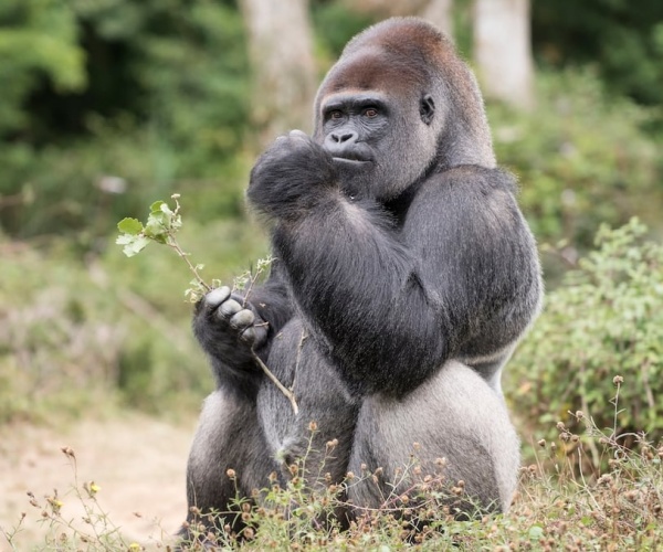 Gorilla in jungle eating a medicinal plant