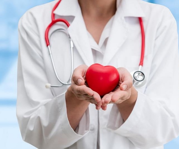 physician holding model of heart in hands