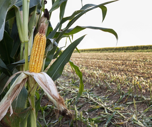 Trump's Deportation Threats Send Shivers Through Farmworkers