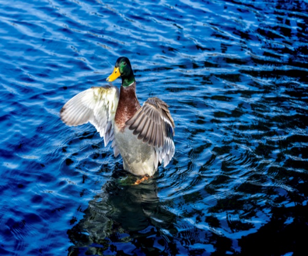 a duck in water