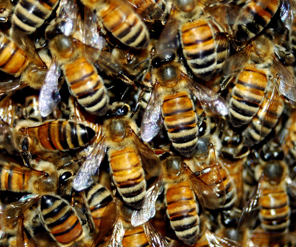 Good News for Bees as Numbers Rise, Mystery Malady Wanes