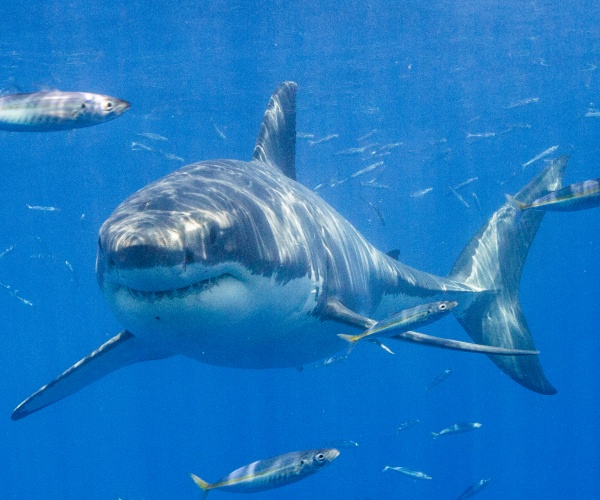 shark swimming in ocean