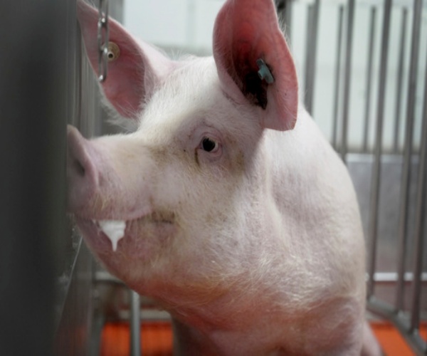 a pig grown for organ transplants