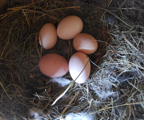 eggs in a backyard chicken coop