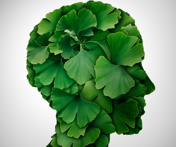 ginkgo biloba leaves in shape of a head