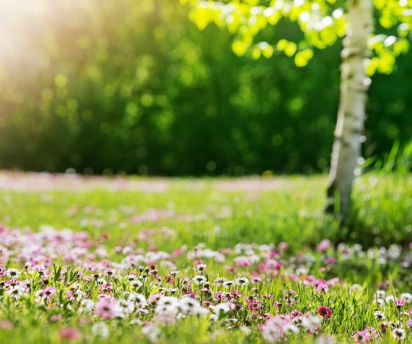 a field, tree on a sunny day in Spring