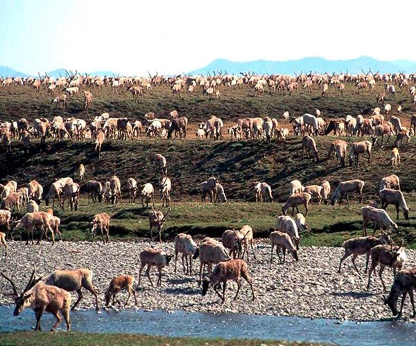 US to Sell Alaska Oil, Gas Leases for 1st Time Since 2019