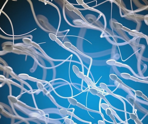 microscopic view of swimming sperm