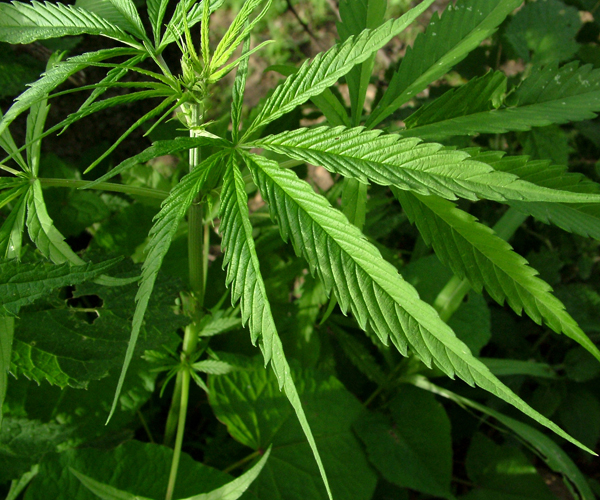 a green marijuana plant