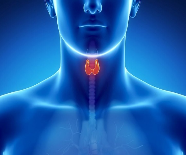 illustration of body with the thyroid highlighted in orange