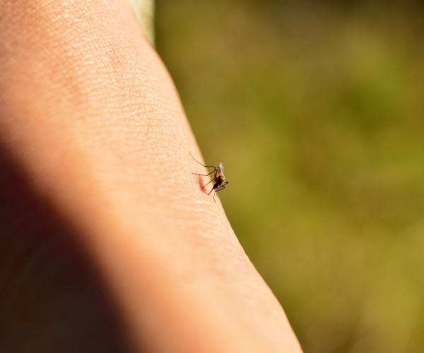 a mosquito biting a person's arm