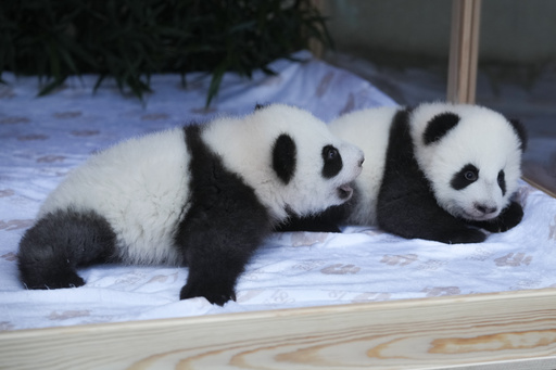 Berlin's New Panda Twins Have Been Named. Meet Leni and Lotti, or Meng Hao and Meng Tian