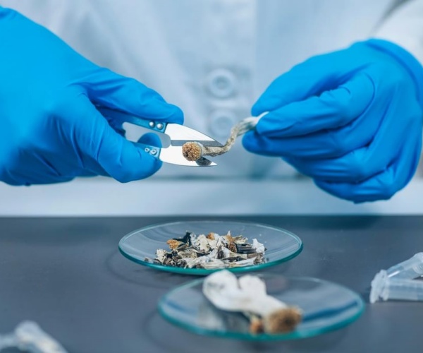 Researcher cutting 'magic mushroom' psilocybin in lab