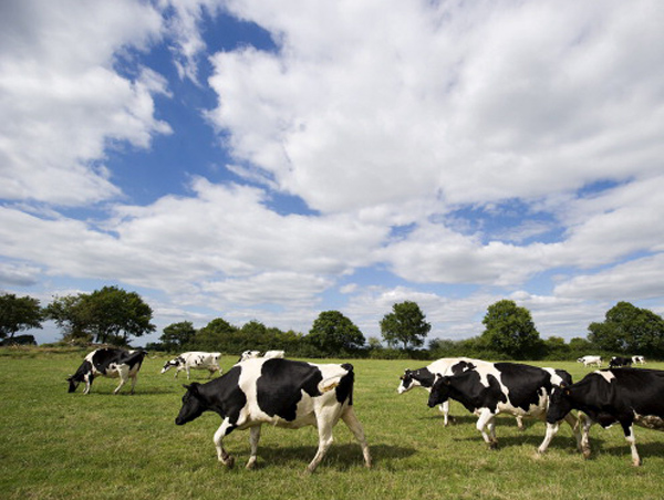 Cow Farts and Global Warming: Ways Nature Affects Climate Change