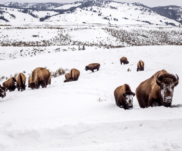 a mother bison leads her calf through snow