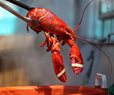 Oysters, Crab & $400K of Lobster Stolen in N.E.