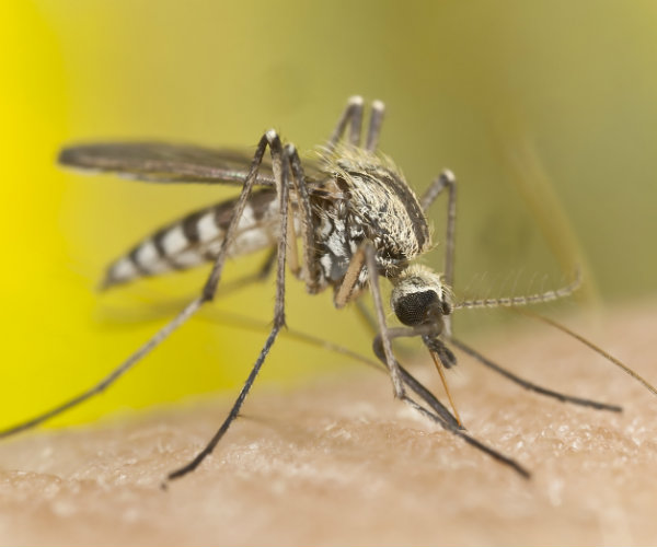 Tropical Diseases Gaining Foothold in US