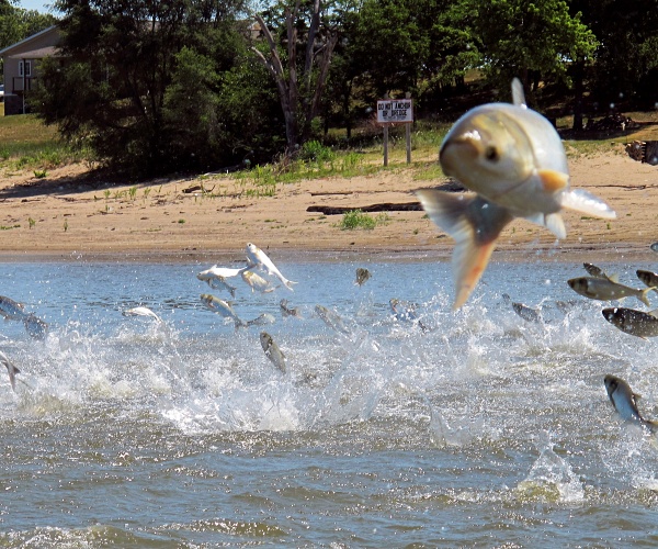 Worries Over Racism, Waterways Inspire Push to Rename Fish