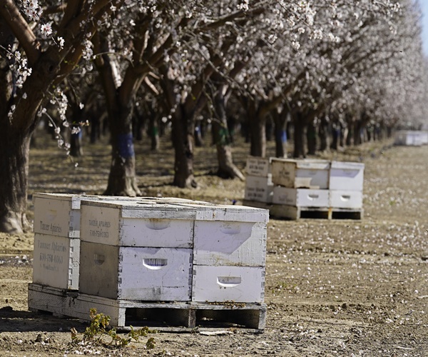 Beekeepers Turn to Anti-Theft Technology as Hive Thefts Rise