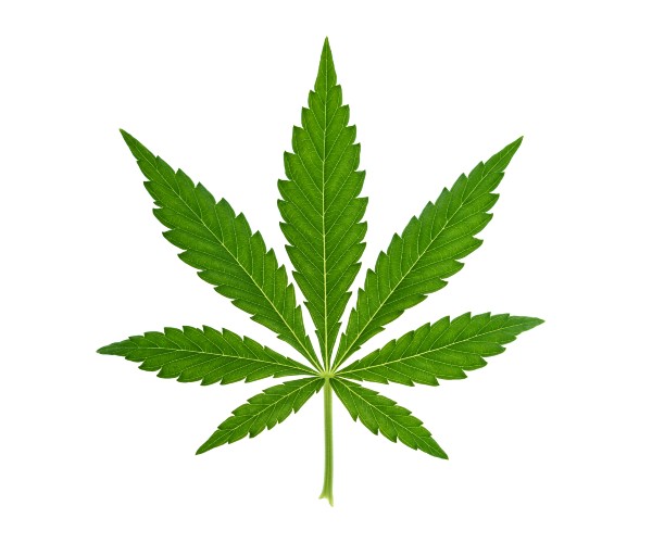 marijuana 