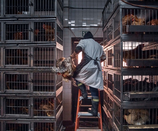 worker grabbing a live chicken from a cage