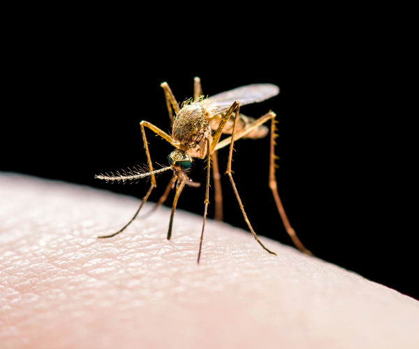 a mosquito biting a persons skin