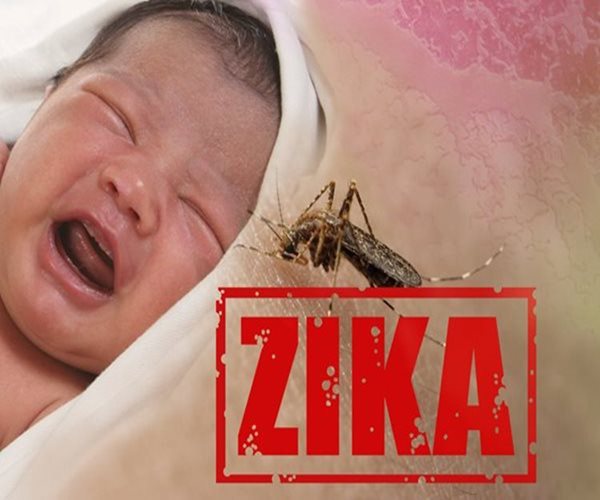 CDC: Zika Affects 5 Percent of Infected Babies