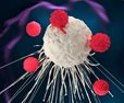 Cancer Immunotherapies More Effective in Morning 