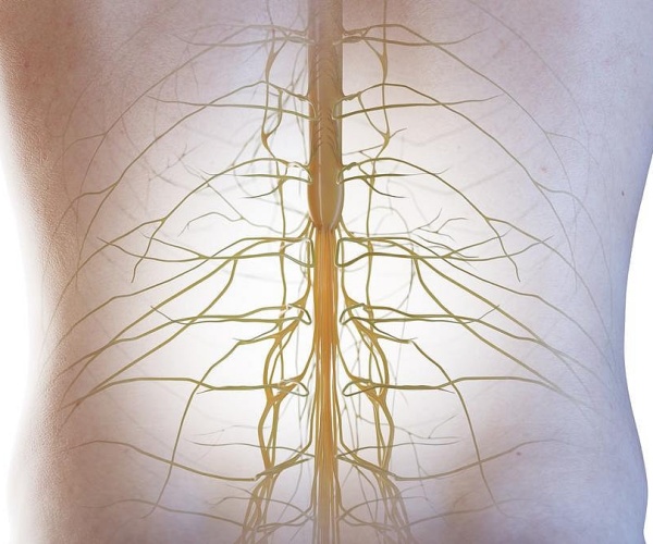 illustration of spinal cord