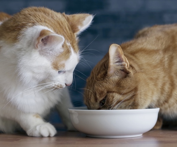 two cats eating out of bowl