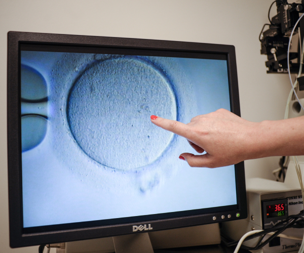 a person pointing to a fertilized embryo on a computer monitor