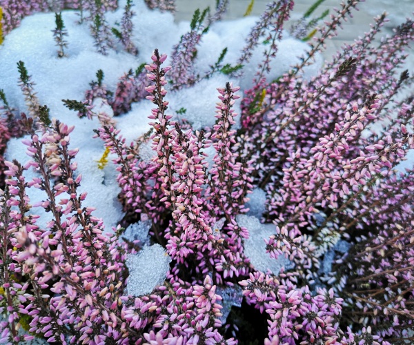 flowers blooming through snow