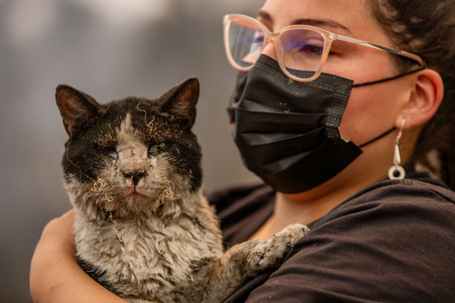 As Fires in Chile Burn, a Mobile Clinic Fights to Save Furry Survivors
