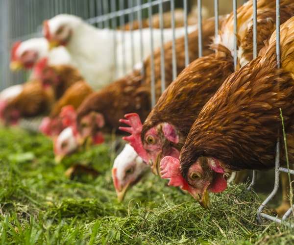 chickens eating grass at a chicken farm