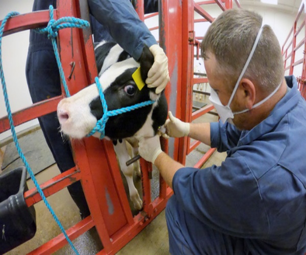 dairy worker attending to a cow on dairy farm