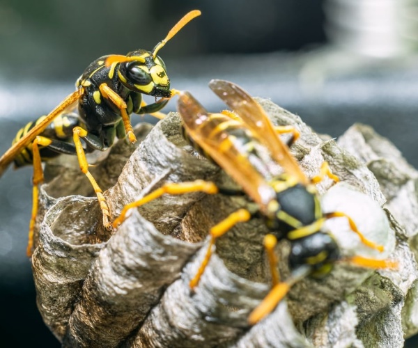 close up of yellow jackets