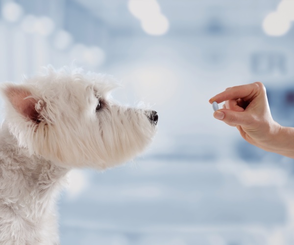 person's hand holding up a pill to a cute white dog