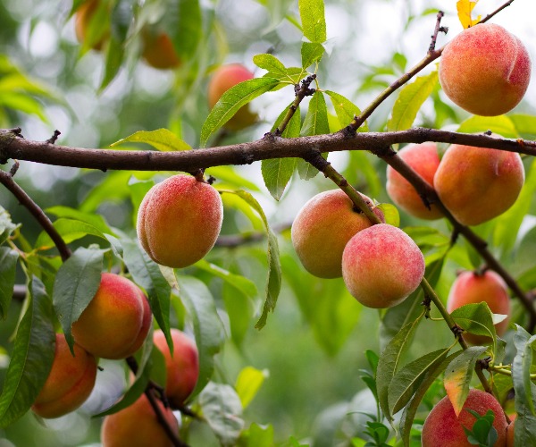 Peach Grower Awarded Whopping $265M in Weedkiller Suit