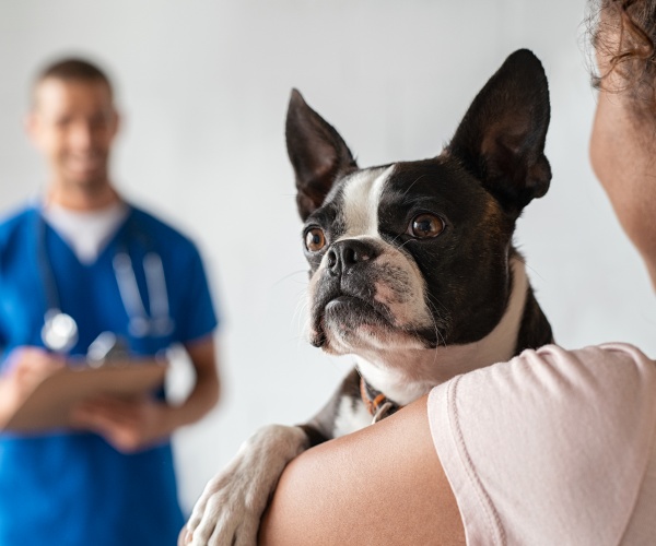 dog in owners arms at vet's office