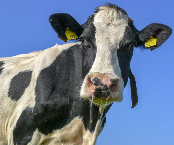 a closeup of a cows face